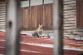 Center focus cat on the galvanize roof. Royalty Free Stock Photo