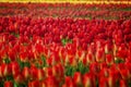 Center focus of Red Tulips in a field of turlips