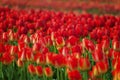 Center focus of Red and Yellow Tulips in a field of tulips