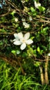 Center Focus With White Flower