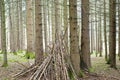 In the center of the forest is a small hut made of many branches