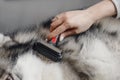 In center of frame woman`s hand combs brush dog`s hair Royalty Free Stock Photo