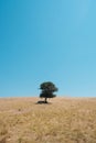 Center framed single olive tree with goats underneath it for shade in the fields with absolute clean blue sky Royalty Free Stock Photo