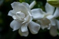 Center of Gardenia Bloom With More Blooms In The Background