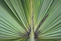 Center of green travellers palm making a fanning pattern