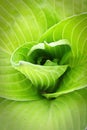 The center leaves in a green hosta plant