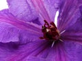 Center of Multi Blue Clematis Flower.  the heart of a purple clematis flower Royalty Free Stock Photo
