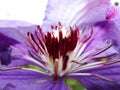 Center of Multi Blue Clematis Flower.  the heart of a purple clematis flower Royalty Free Stock Photo