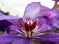 Center of Multi Blue Clematis Flower. the heart of a purple clematis flower