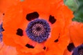 Center of the Orange Oriental Poppy Blossom