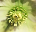 Center part of lotus flower. Macro photography. Royalty Free Stock Photo