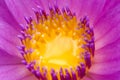 Center Part of Pink Lotus Flower Royalty Free Stock Photo