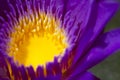 Center Part of Purple Lotus Flower Closeup Royalty Free Stock Photo
