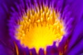 Center Part of Purple Lotus Flower Closeup