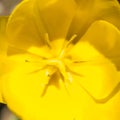 Center part of yellow tulip flower with stamen, flowers macro abstract background Royalty Free Stock Photo