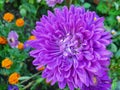 Purple chrysanthemum in an orange field