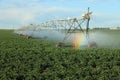 A center pivot agricultural sprinkler watering a field of potatoes. Royalty Free Stock Photo