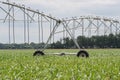 Center pivot irrigation well Royalty Free Stock Photo