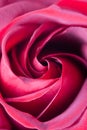 Center of a red rose bud