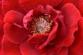 The center of the red rose. Royalty Free Stock Photo