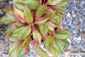 Center (Selected focus) of Aglaonema (Chinese Evergreen) plant