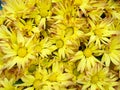 Center selective focus Yellow flower Chrysanthemum background