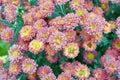 Center selective focus Yellow flower Chrysanthemum background