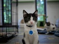 Center shot of kitten black and white kitten Royalty Free Stock Photo