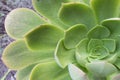 Succulent center left side Royalty Free Stock Photo