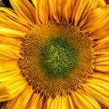 Center of a sunflower background or texture Royalty Free Stock Photo