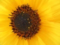 The center of sunflower