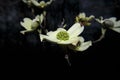 Center view Flowering Dogwood white and green flower with a dark background Royalty Free Stock Photo