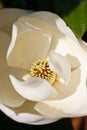 Center of White Magnolia Blossom Royalty Free Stock Photo
