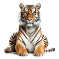 Tiger isolated in white background Royalty Free Stock Photo