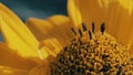 Center of the yellow flower, close-up. Tithonia diversifolia is a species of flowering plant that is commonly known as the tree