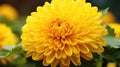 center yellow mums