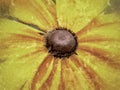 The center of a yellow rudbeckia maxima! Royalty Free Stock Photo