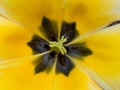 The center of a yellow tulip flower, detail, top view Royalty Free Stock Photo