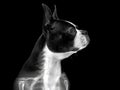 A centered black-and-white photograph of a Boston Terrier, facing right with a skeletal overlay, under soft shadows from left Royalty Free Stock Photo