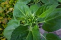 Centered closeup of sunflower bloom pod and laves, selective focus Royalty Free Stock Photo