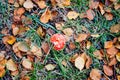 Red Mushroom Autumn Leaves and Grass in Soil