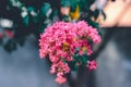 Group of pink flowers on crepe myrtle tree