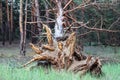 A centered shot of the root of an old tree torn from the ground by a strong wind