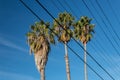 Centered view of three Washingtonia fan palm trees against a blue sky Royalty Free Stock Photo