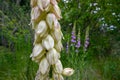 Centered White Yucca Blossoms Royalty Free Stock Photo