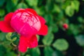 Centifolia red rose with defocused foliage. Natural flower. Soft focus. Copy space. Free place for text. One blossoming Royalty Free Stock Photo