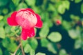 Centifolia red rose with defocused foliage. Natural flower. Soft focus. Copy space. Free place for text. One blossoming Royalty Free Stock Photo