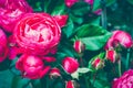 Centifolia rose bush with foliage. Natural flower. Soft focus. Copy space. Free place for text. Blossoming red rose buds Royalty Free Stock Photo