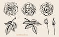 Rose vector lace by hand drawing.Rose lace art highly detailed in line art style