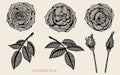 Rose vector lace by hand drawing.Rose lace art highly detailed in line art style